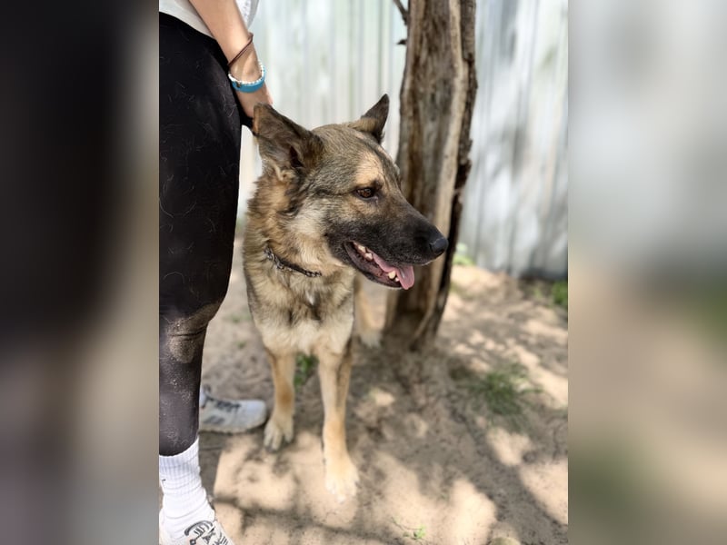 Twix Aktiver Herzenshund sucht sein Abenteuer-Zuhause