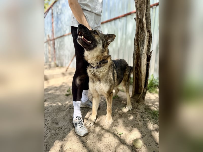 Twix Aktiver Herzenshund sucht sein Abenteuer-Zuhause
