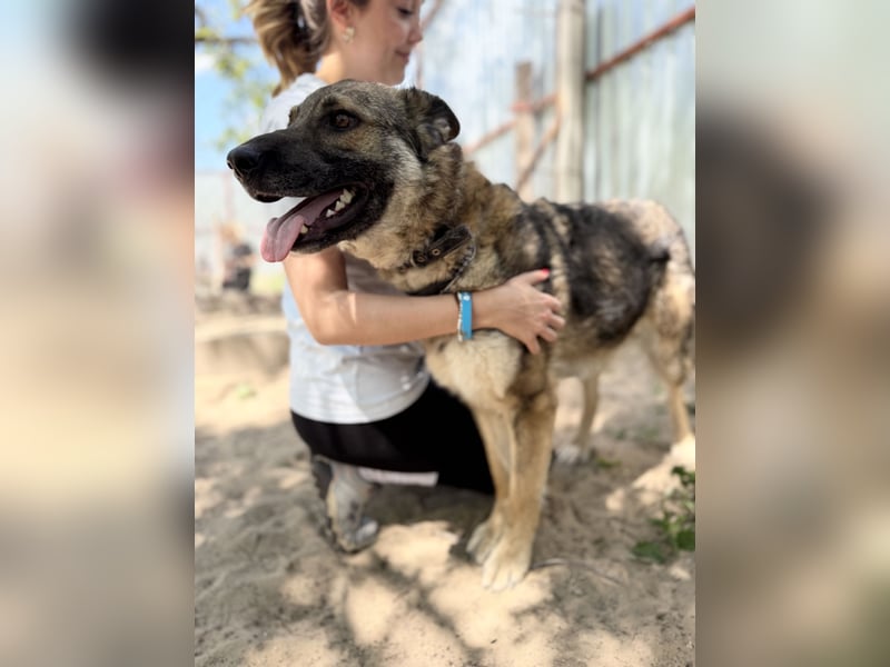 Twix Aktiver Herzenshund sucht sein Abenteuer-Zuhause