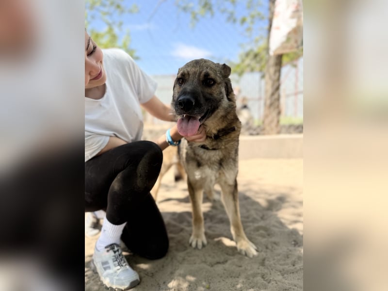 Twix Aktiver Herzenshund sucht sein Abenteuer-Zuhause