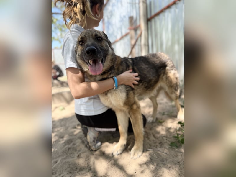 Twix Aktiver Herzenshund sucht sein Abenteuer-Zuhause