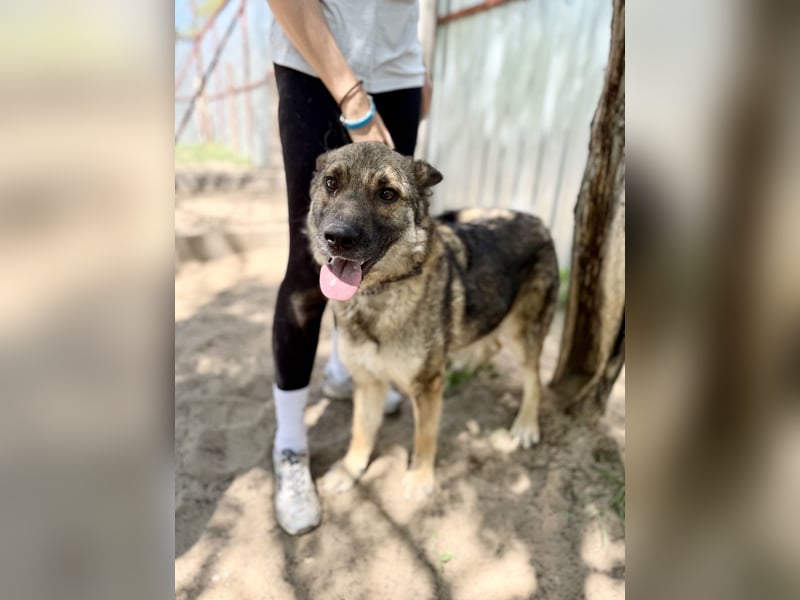 Twix Aktiver Herzenshund sucht sein Abenteuer-Zuhause