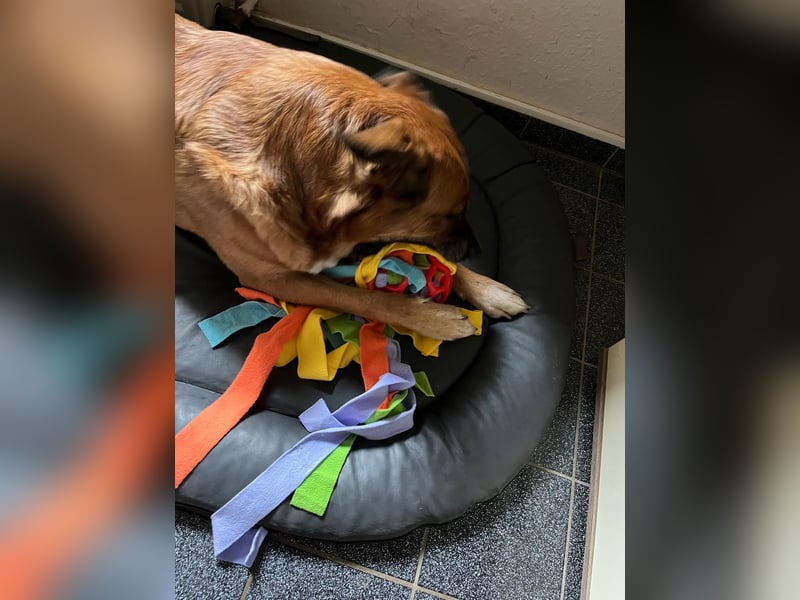 Hündin in liebevolle Hände abzugeben