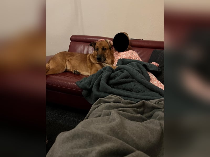 Hündin in liebevolle Hände abzugeben