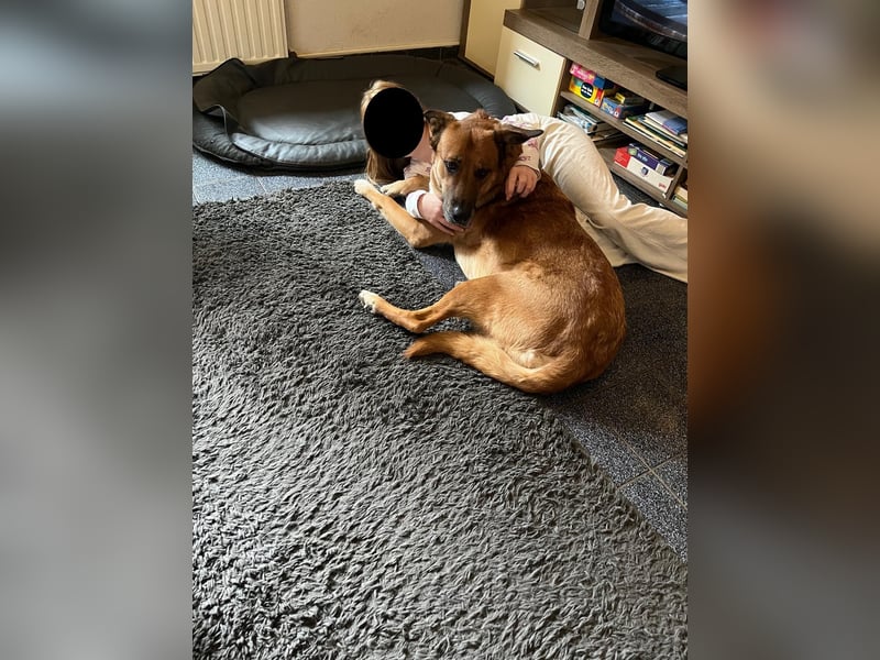 Hündin in liebevolle Hände abzugeben