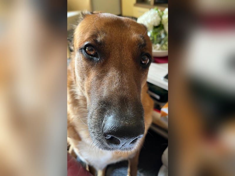 Hündin in liebevolle Hände abzugeben