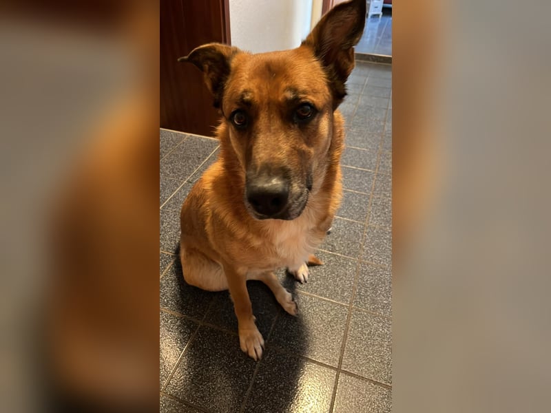 Hündin in liebevolle Hände abzugeben