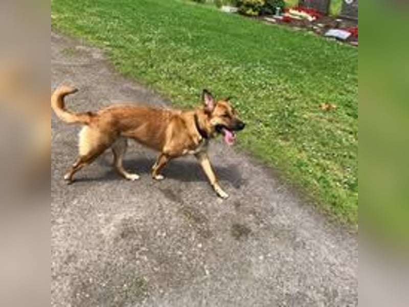 Hündin in liebevolle Hände abzugeben