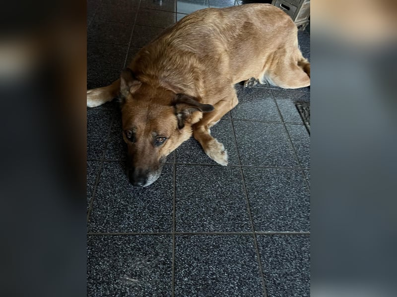 Hündin in liebevolle Hände abzugeben