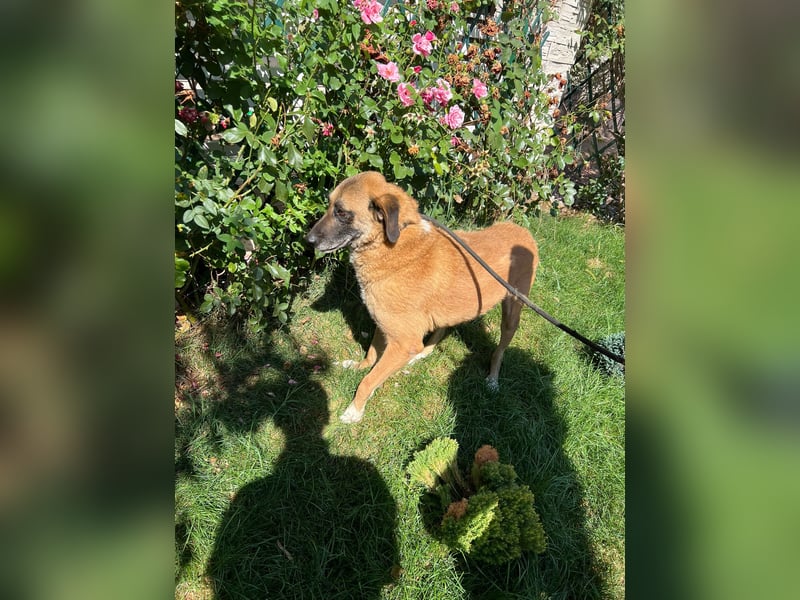 Shadow  - katzenverträglich