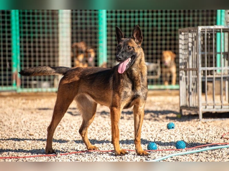 Schäferhund(mix) Freunde aufgepasst – hier kommt unsere Reika