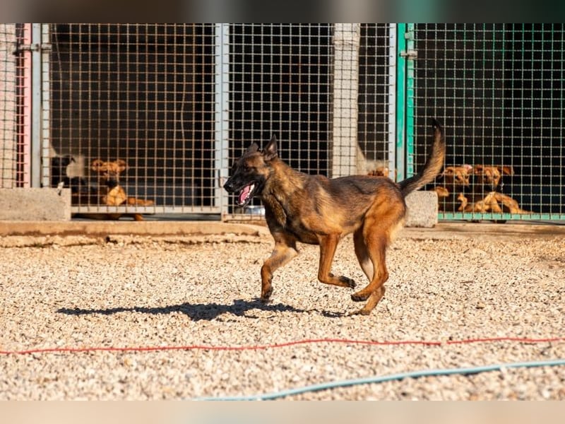 Schäferhund(mix) Freunde aufgepasst – hier kommt unsere Reika