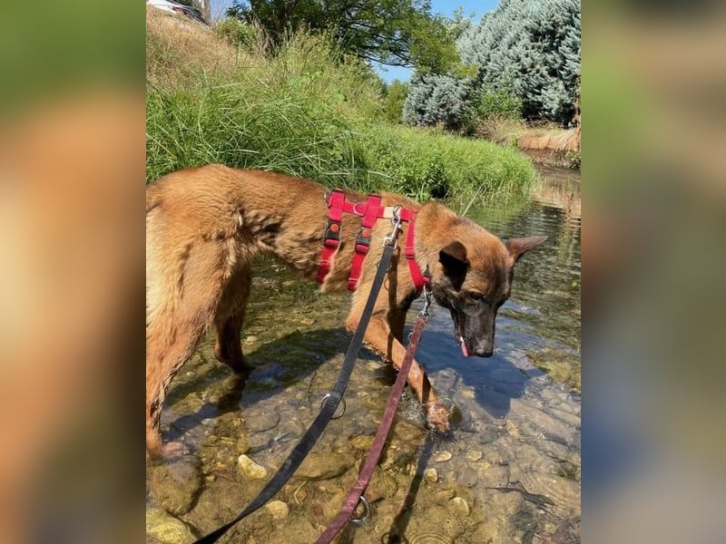 Schäferhund(mix) Freunde aufgepasst – hier kommt unsere Reika