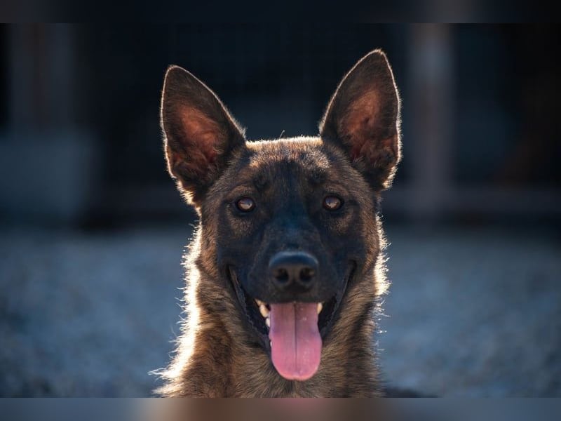 Schäferhund(mix) Freunde aufgepasst – hier kommt unsere Reika