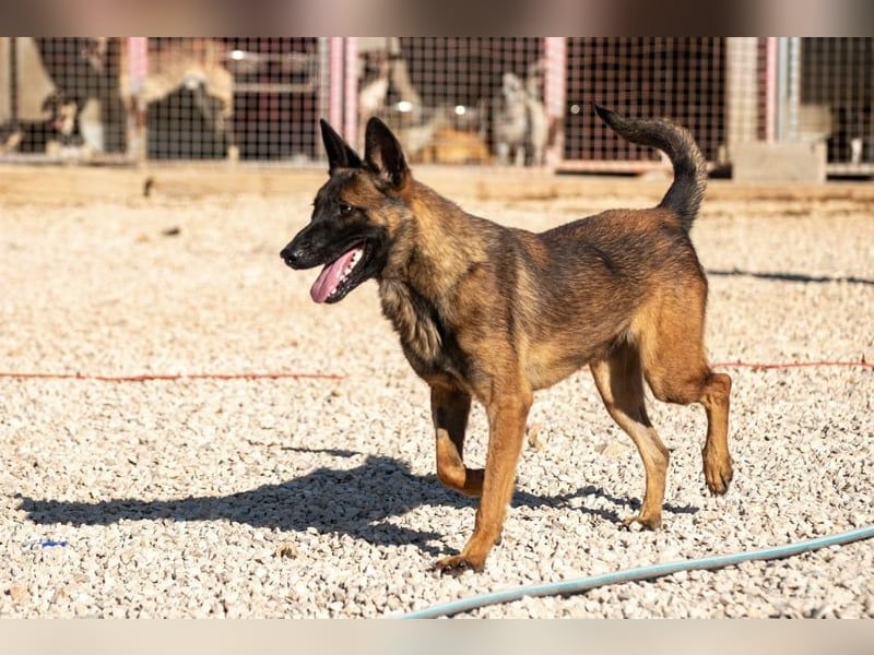 Schäferhund(mix) Freunde aufgepasst – hier kommt unsere Reika
