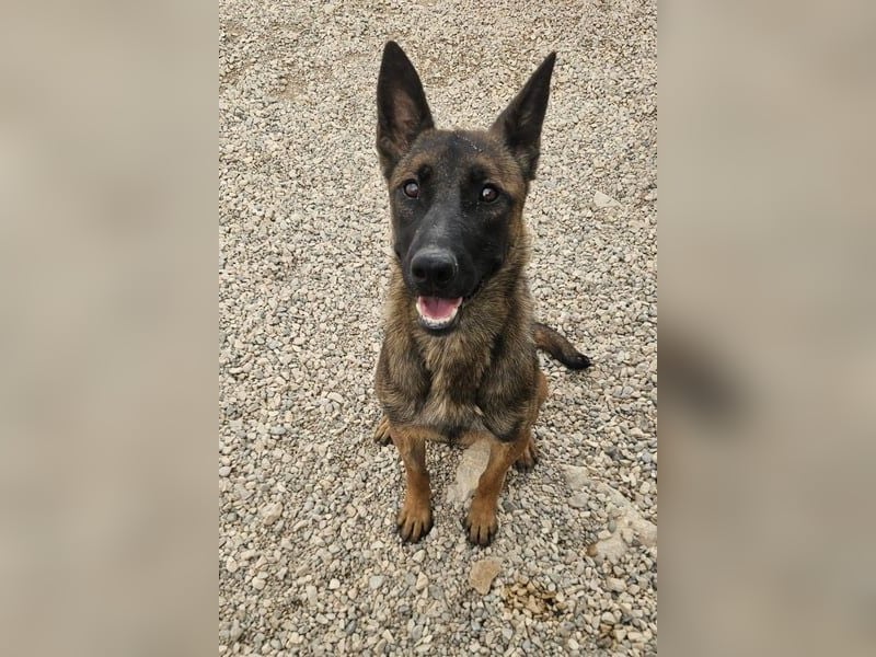 Schäferhund(mix) Freunde aufgepasst – hier kommt unsere Reika