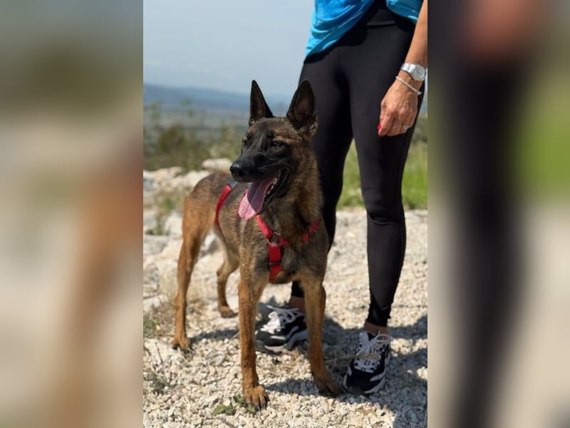 Schäferhund(mix) Freunde aufgepasst – hier kommt unsere Reika