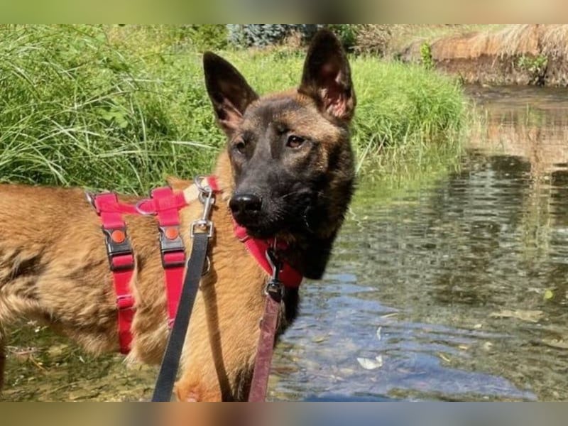 Schäferhund(mix) Freunde aufgepasst – hier kommt unsere Reika