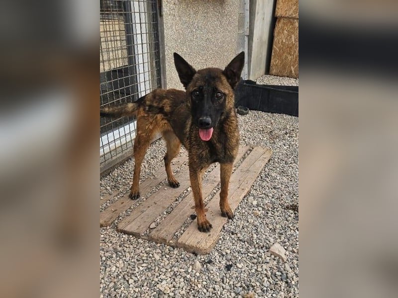 Schäferhund(mix) Freunde aufgepasst – hier kommt unsere Reika