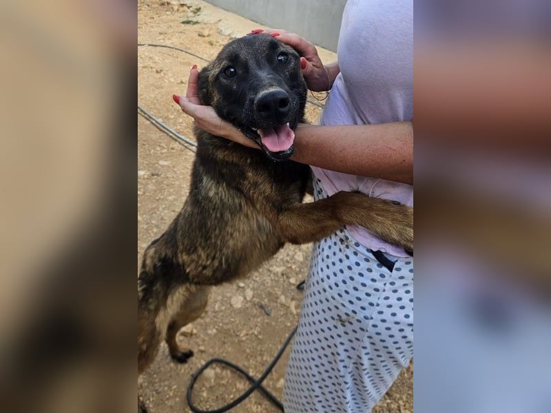 Schäferhund(mix) Freunde aufgepasst – hier kommt unsere Reika