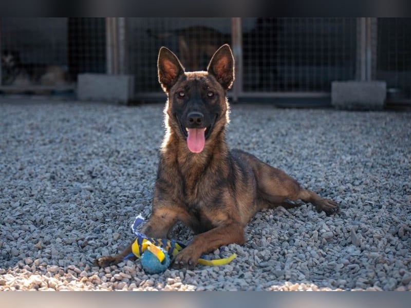 Schäferhund(mix) Freunde aufgepasst – hier kommt unsere Reika