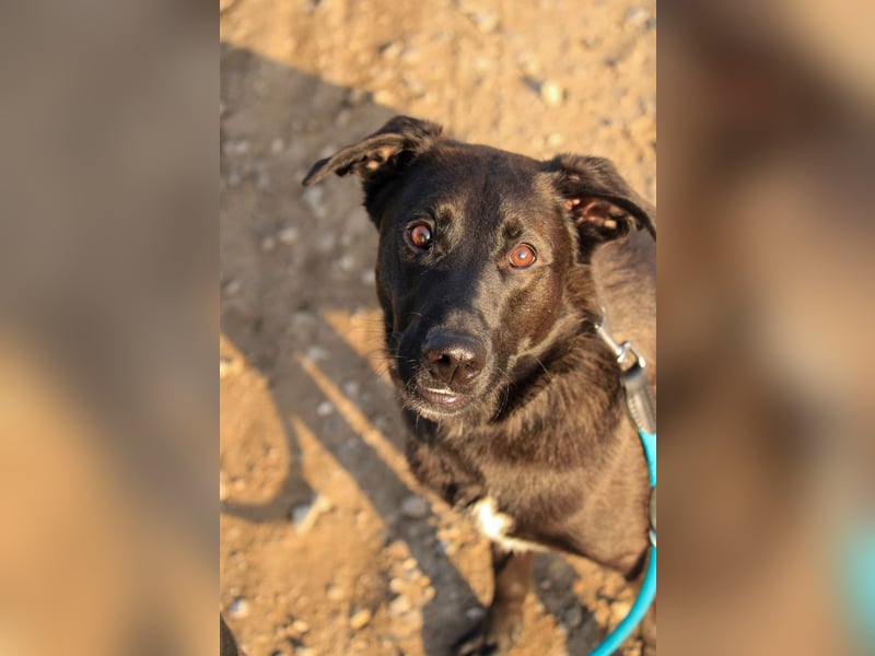 Aliz-LM (Ash) sucht aktive Freunde