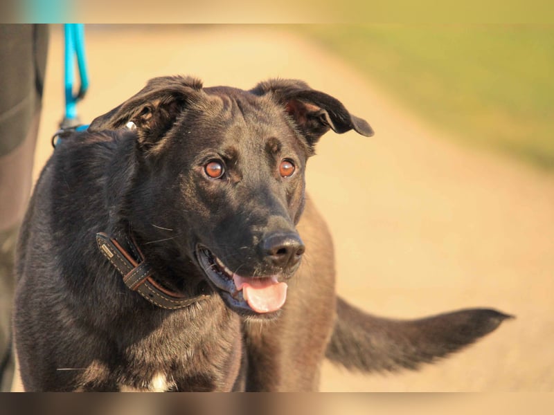 Aliz-LM (Ash) sucht aktive Freunde