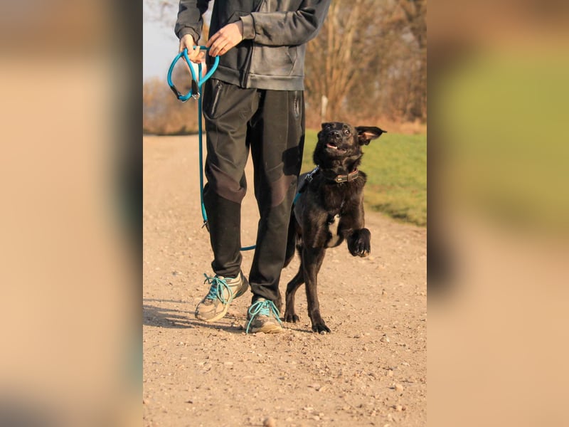 Aliz-LM (Ash) sucht aktive Freunde