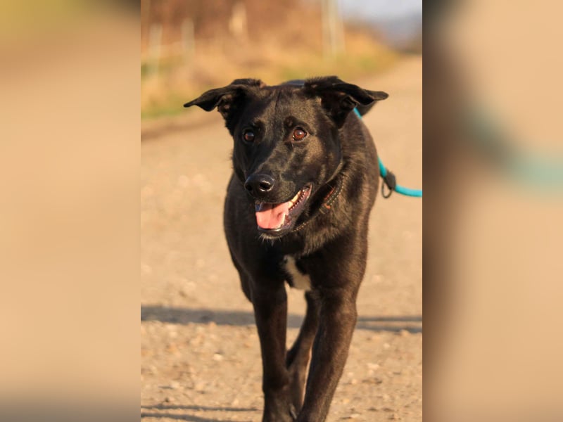 Aliz-LM (Ash) sucht aktive Freunde