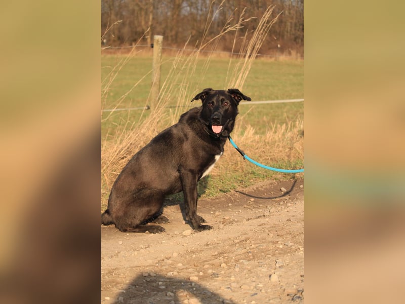 Aliz-LM (Ash) sucht aktive Freunde