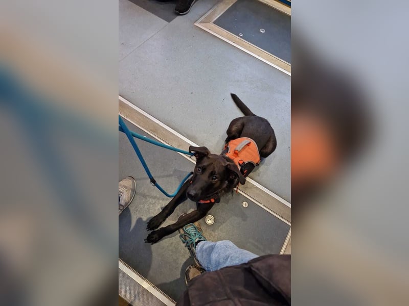 Aliz-LM (Ash) sucht aktive Freunde