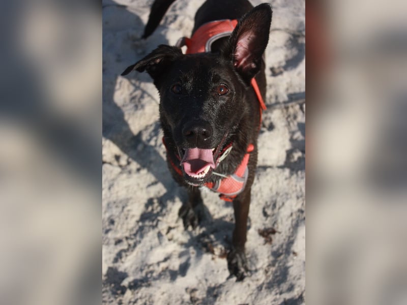 Aliz-LM (Ash) sucht aktive Freunde