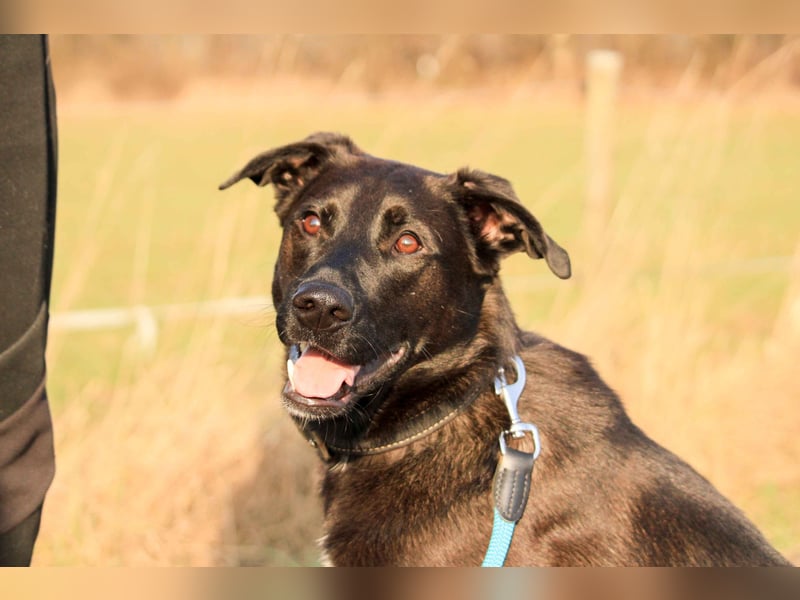 Aliz-LM (Ash) sucht aktive Freunde