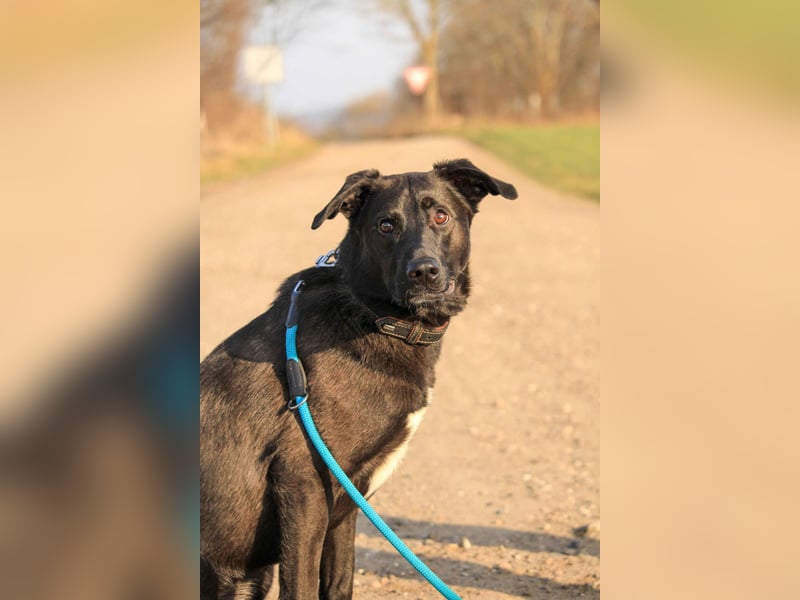 Aliz-LM (Ash) sucht aktive Freunde