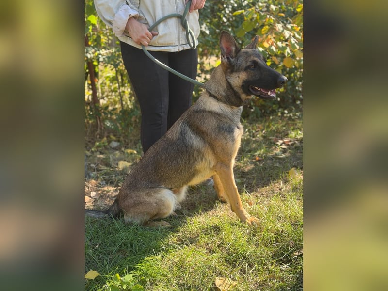 Albina – agile Schäferhund-Malinois-Mix-Hündin sucht aktive Abenteurer ✨