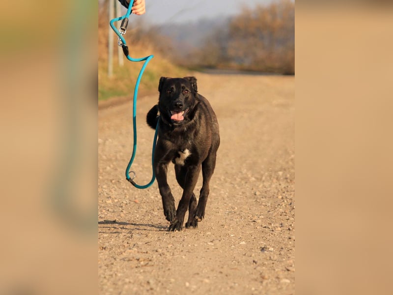 Aliz-LM (Ash) sucht aktive Freunde