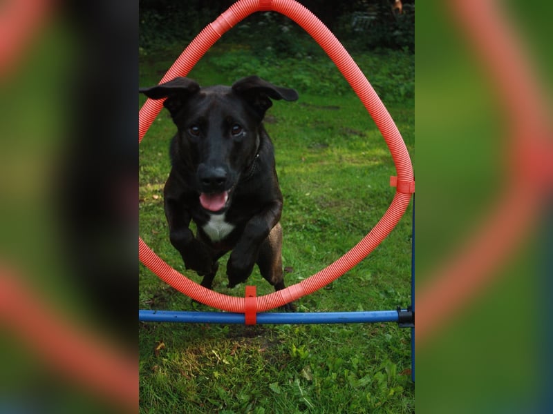 Aliz-LM (Ash) sucht aktive Freunde