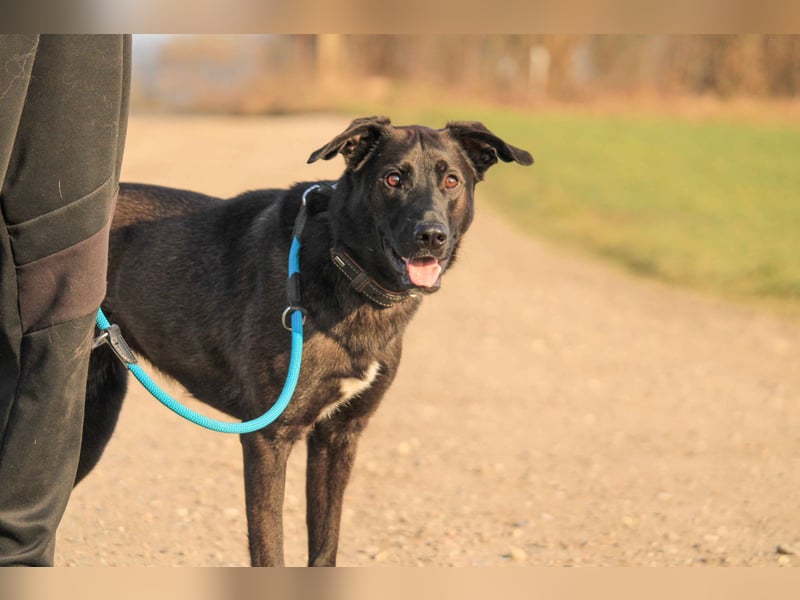 Aliz-LM (Ash) sucht aktive Freunde