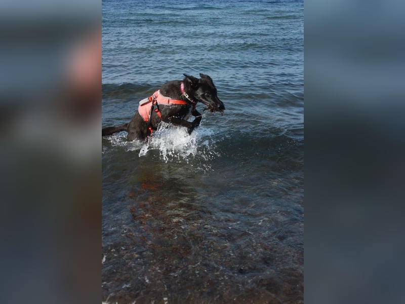 Aliz-LM (Ash) sucht aktive Freunde