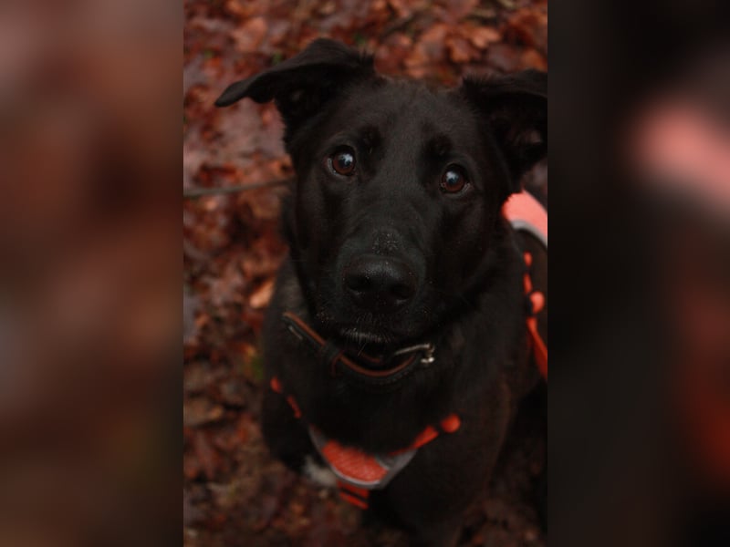 Aliz-LM (Ash) sucht aktive Freunde