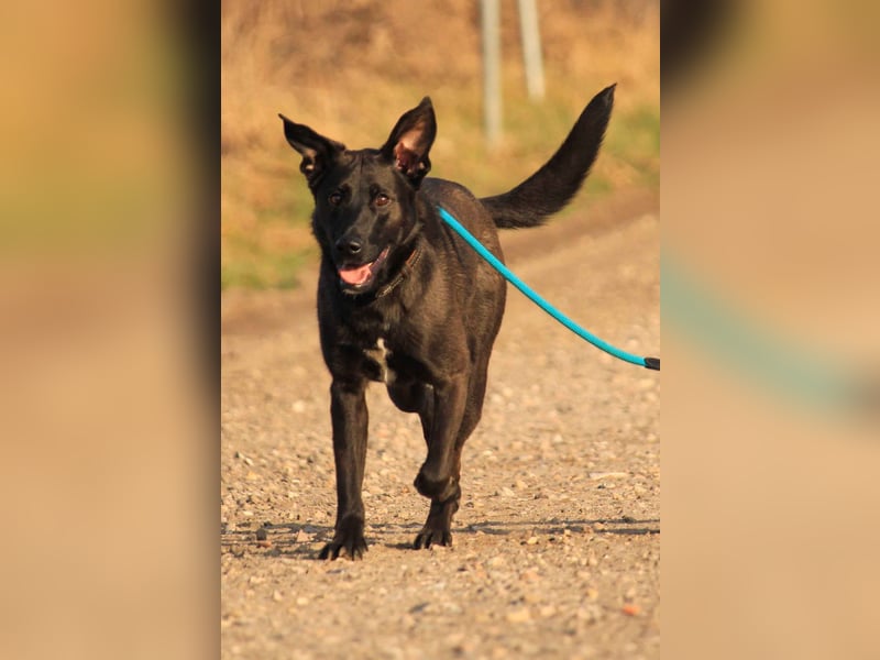 Aliz-LM (Ash) sucht aktive Freunde