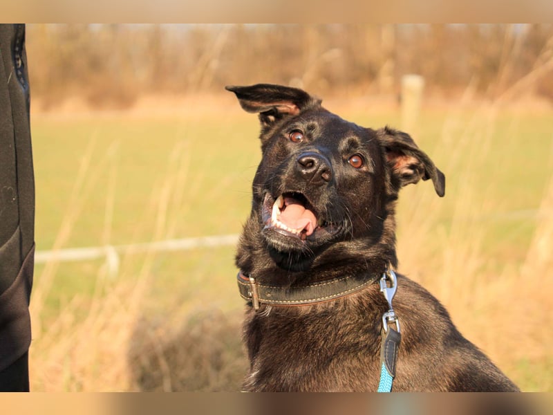 Aliz-LM (Ash) sucht aktive Freunde