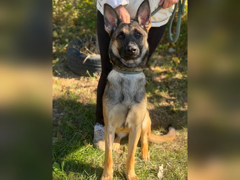 Albina – agile Schäferhund-Malinois-Mix-Hündin sucht aktive Abenteurer ✨