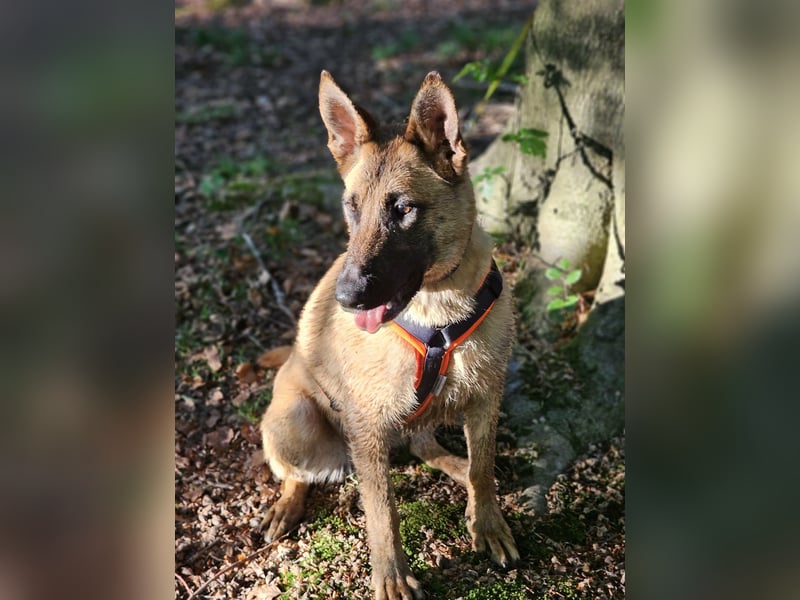 Nala, geboren 26.08.2025, 60cm sucht aktive Menschen (Pflegestelle Deutschland)