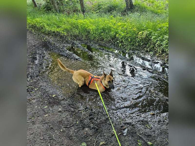 Nala, geboren 26.08.2025, 60cm sucht aktive Menschen (Pflegestelle Deutschland)