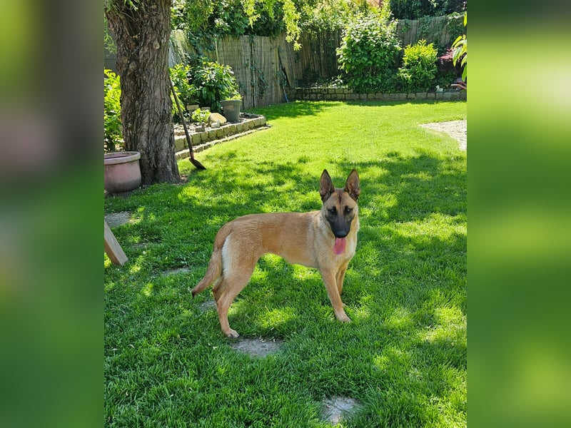 Nala, geboren 26.08.2025, 60cm sucht aktive Menschen (Pflegestelle Deutschland)