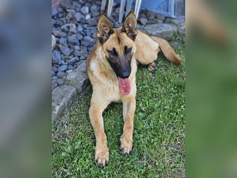 Nala, geboren 26.08.2025, 60cm sucht aktive Menschen (Pflegestelle Deutschland)