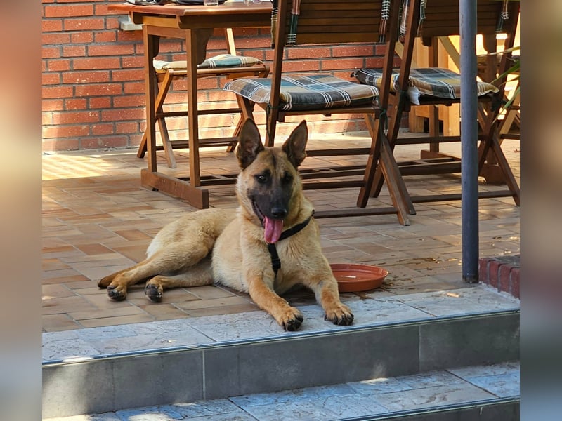 Nala, geboren 26.08.2025, 60cm sucht aktive Menschen (Pflegestelle Deutschland)