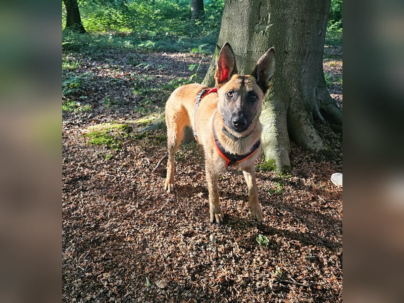 Nala, geboren 26.08.2025, 60cm sucht aktive Menschen (Pflegestelle Deutschland)