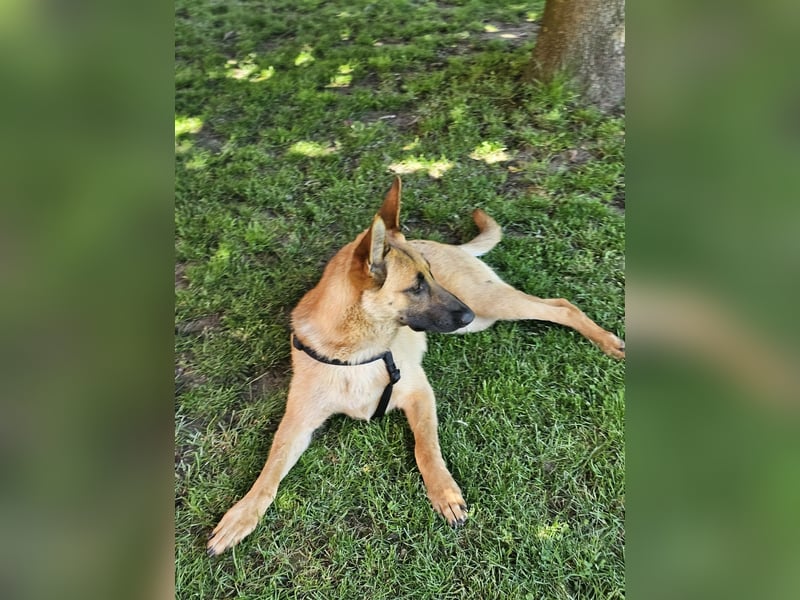 Nala, geboren 26.08.2025, 60cm sucht aktive Menschen (Pflegestelle Deutschland)